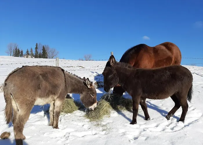 ötscherblick Fam Winter Apartment Frankenfels