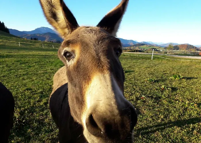 Oetscherblick Fam Winter Frankenfels